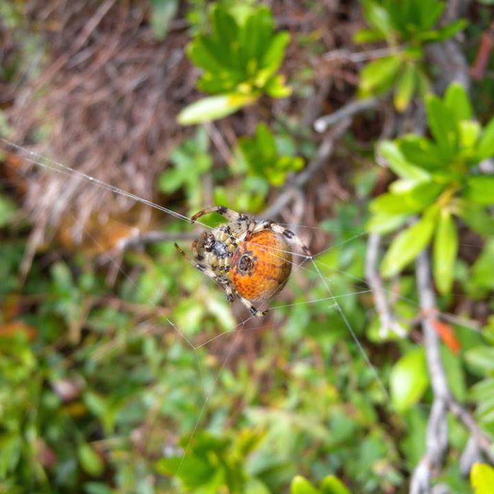 In der Öffnung am orangen Bauch sind die Spinnwarzen erkennbar. 