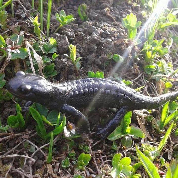 Alpensalamander sieht man hier oben oft, immer wenn es regnet, wie heute Morgen