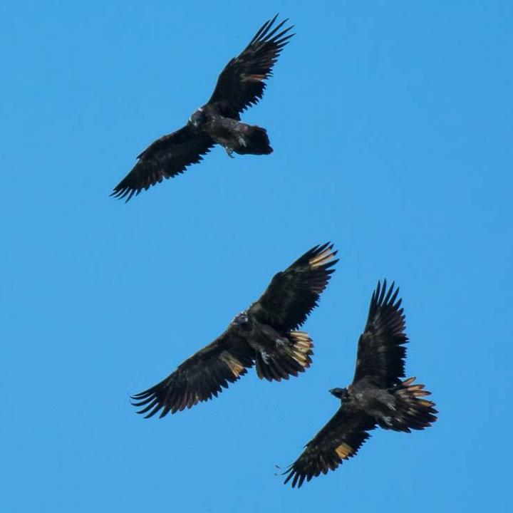 Gemeinsam fliegen