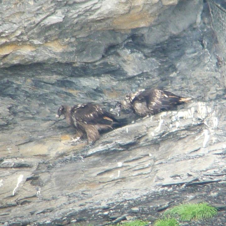 Cierzo schnappt mit dem Schnabel nach dem Schwanz von Alois