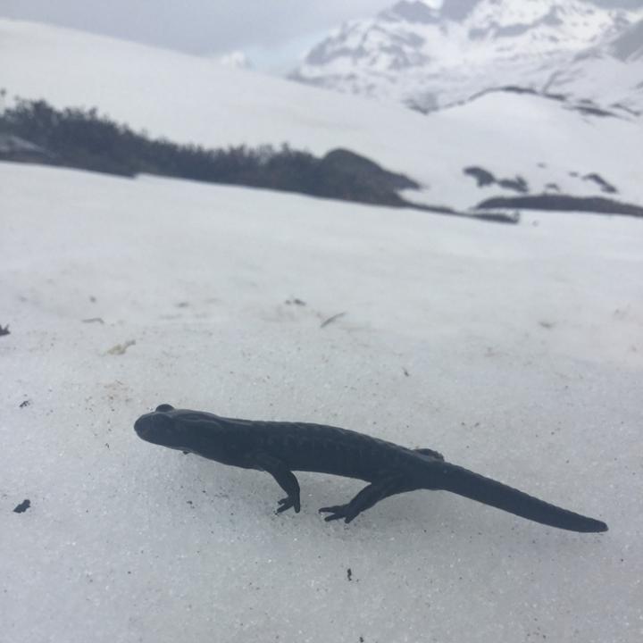 Alpensalamander im Schnee