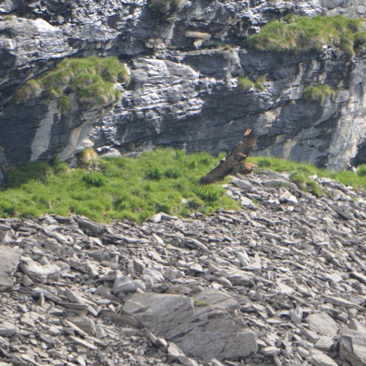 Cierzo im Tiefflug auf Futtersuche