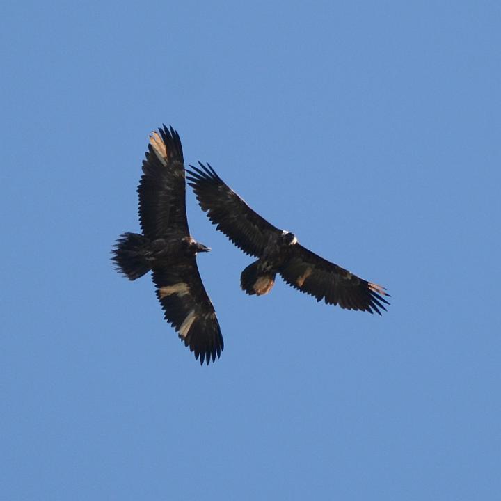 Alois (links) und Cierzo im Flug