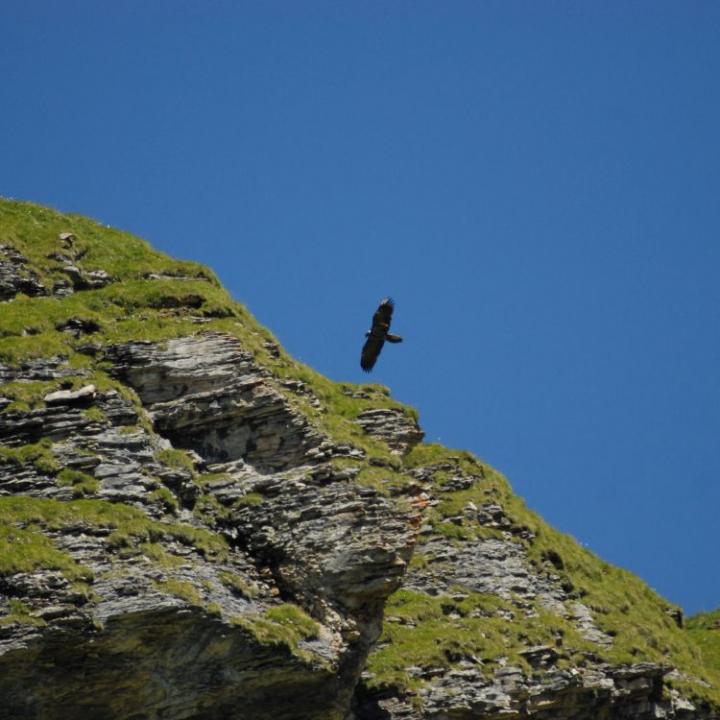 Cierzo im Flug