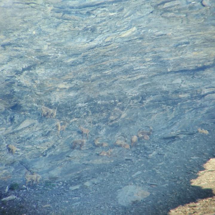 Steinwild-Gruppe mit 20 Böcken in verschiedenem Alter am Henglihorn