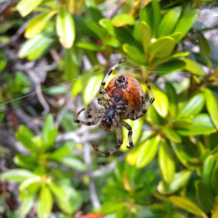 Erkennbar an der Bauchseite dieser Spinne ist die Öffnung, wo die Spinnwarzen liegen. Aus Letzteren tritt der Spinnfaden aus.