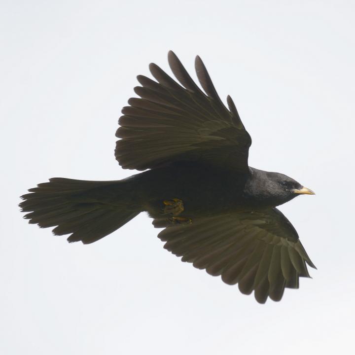 Juvenile Alpendohle im Flug