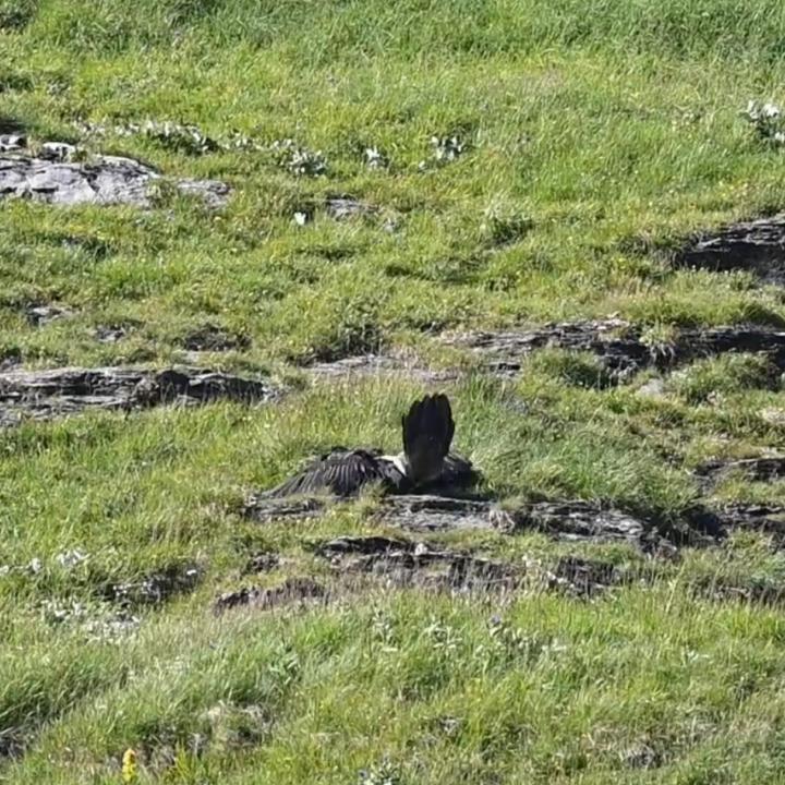 Fortunat bei einer harten Landung (vom Video)