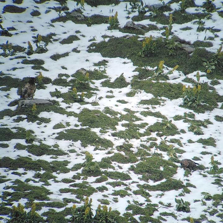 Steinadler rechts mit Murmeltier, Fredueli links schaut zu