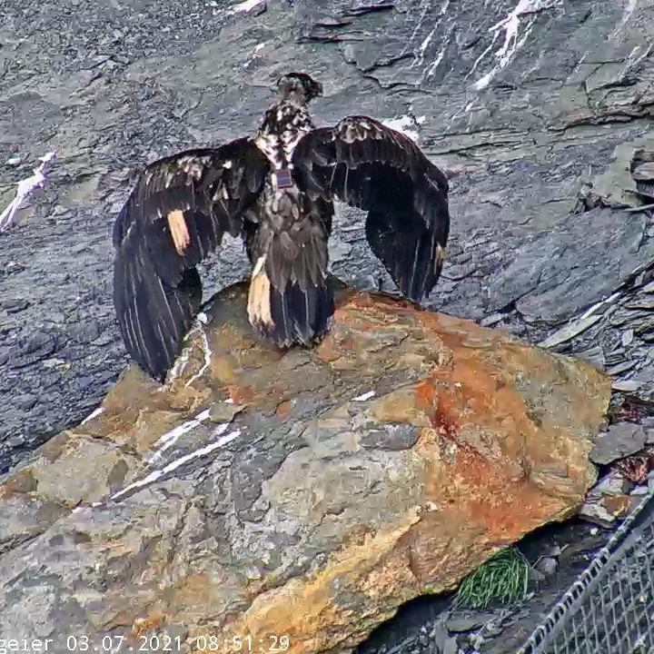 BelArosa bei Flugübungen mit geöffneten Flügeln.