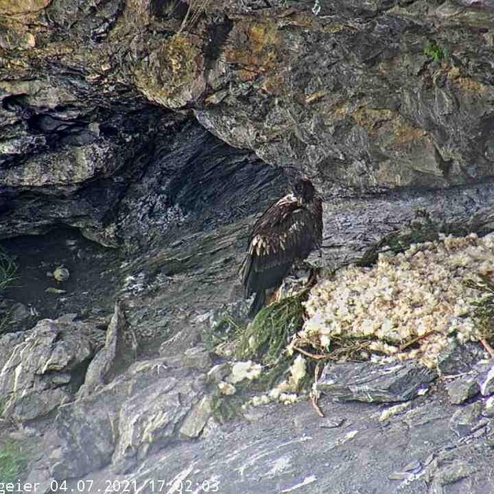 BelArosa – sitzt am trockenen, neben dem Schafwolle – Nest.