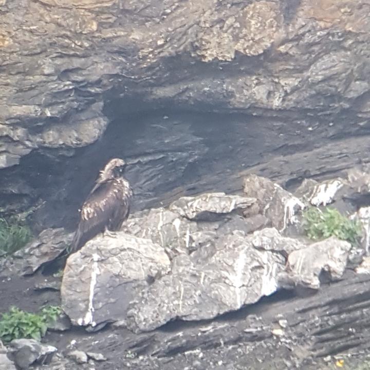 BelArosa richtet mit dem Schnabel sein Brustgefieder.