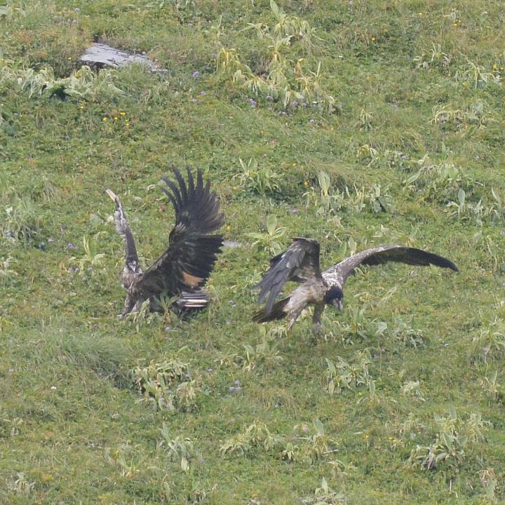 Fredueli (rechts) hat BelArosa am Boden «angegriffen» und fliegt als Erster davon