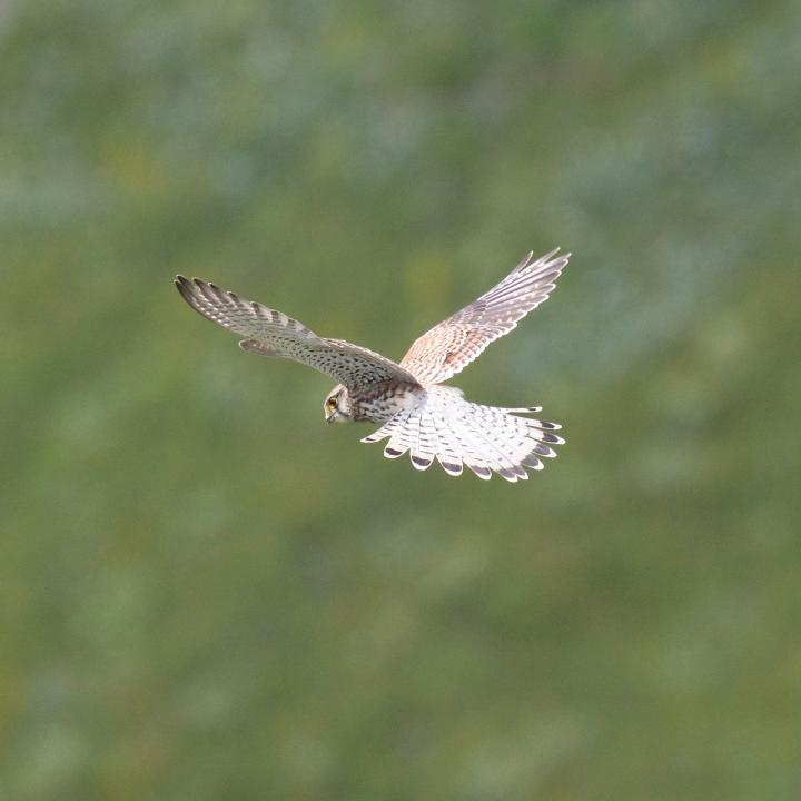 Turmfalken Weibchen im Rüttelflug