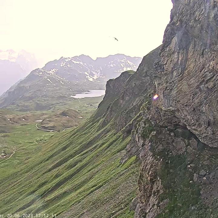 Bartgeier Fredueli segelt an der Nische vorbei