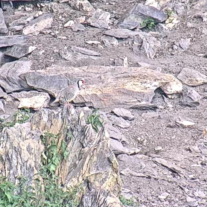 Das Steinhuhn ist sehr gut getarnt