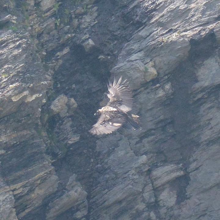 Bartgeier Marco im Flug