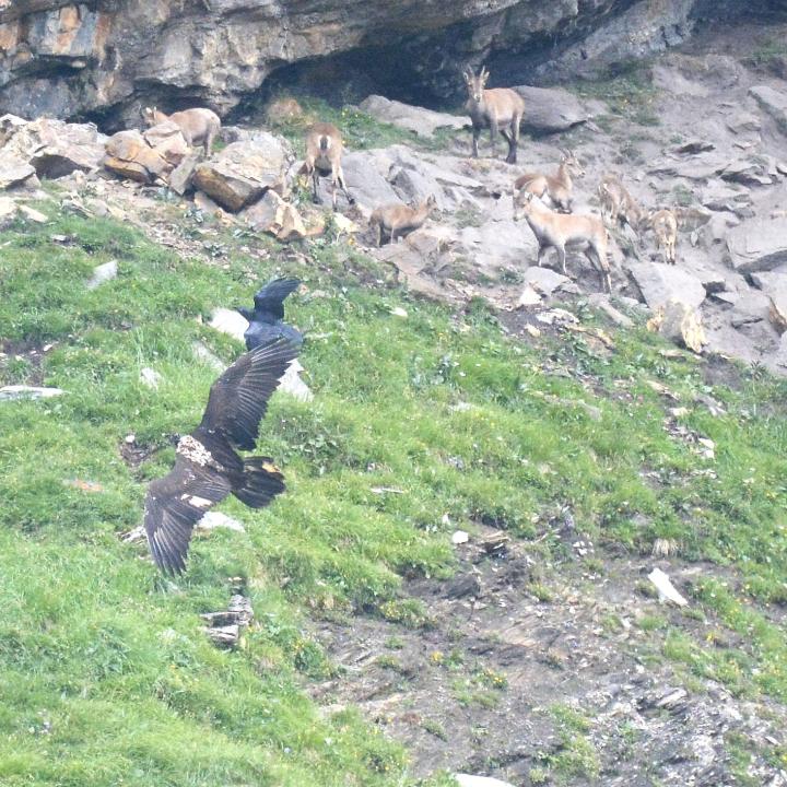 Marco und ein Kolkrabe im Flug, im Hintergrund verdutzte Steingeissen und ihre Kitze