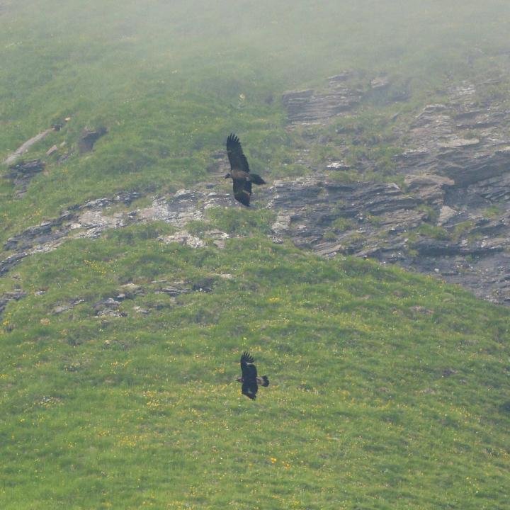 Paradiso und Steinadler gemeinsam am Fliegen, Paradiso hat die deutlich grössere Flügelspannweite