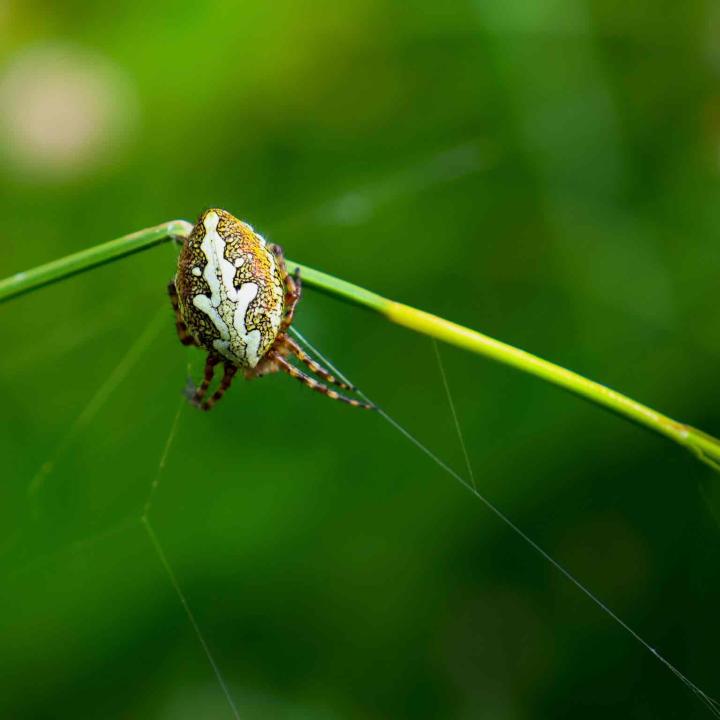 Eine Eichblatt-Radspinne am Rand ihres Netzes.