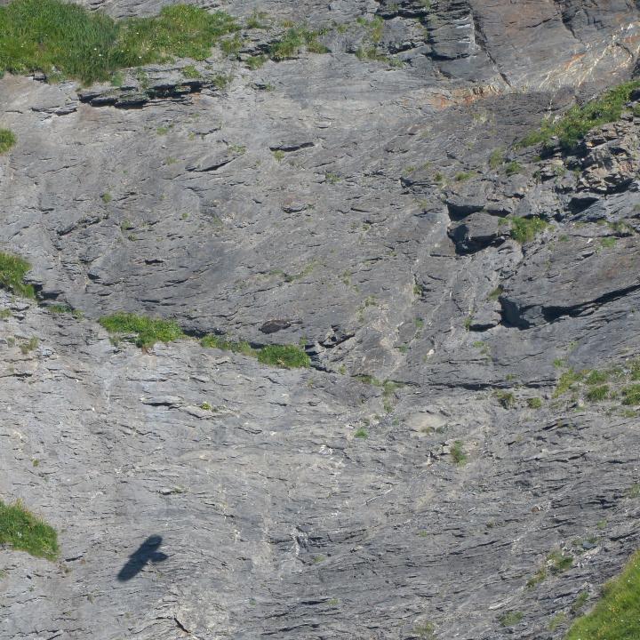 Nur der Schatten des fliegenden Bartgeiers ist sichtbar