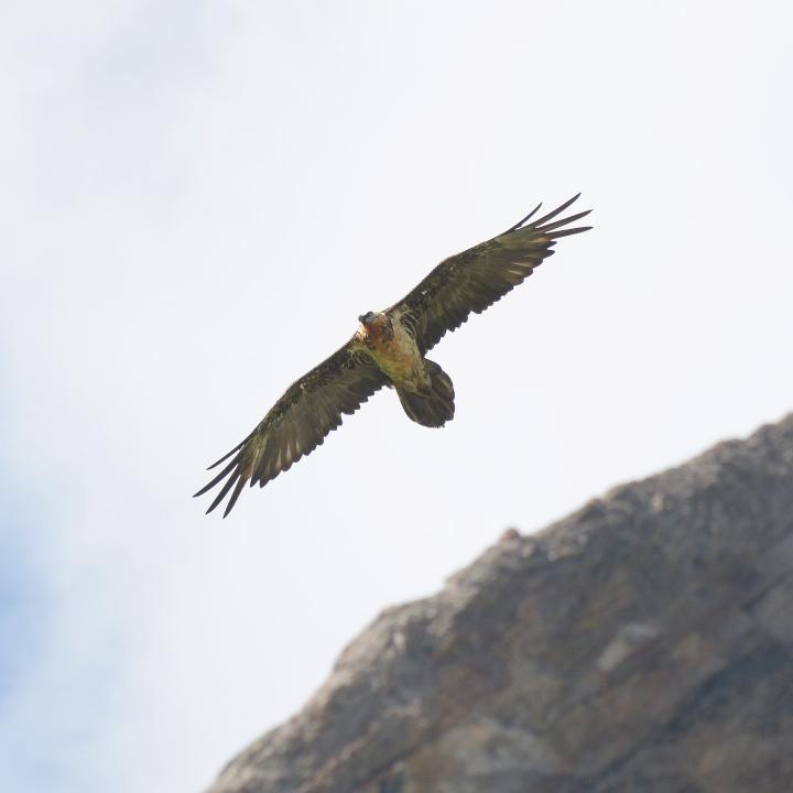 fremder Bartgeier beim fliegen