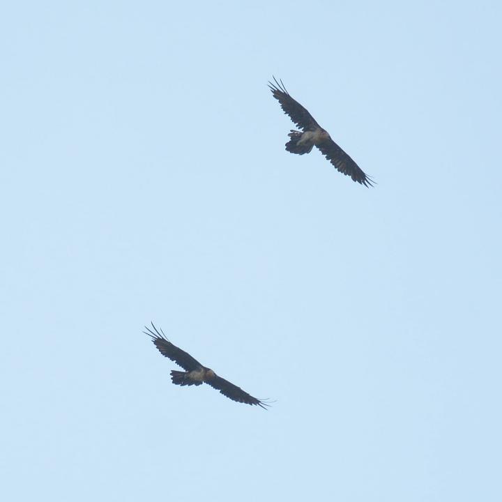 Fredueli (rechts) und der adulte Bartgeier (links) im Flug