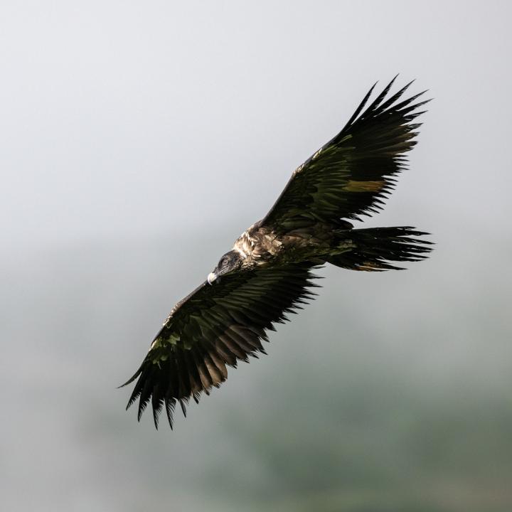 Gaia im Flug (c) weyrichfoto.ch