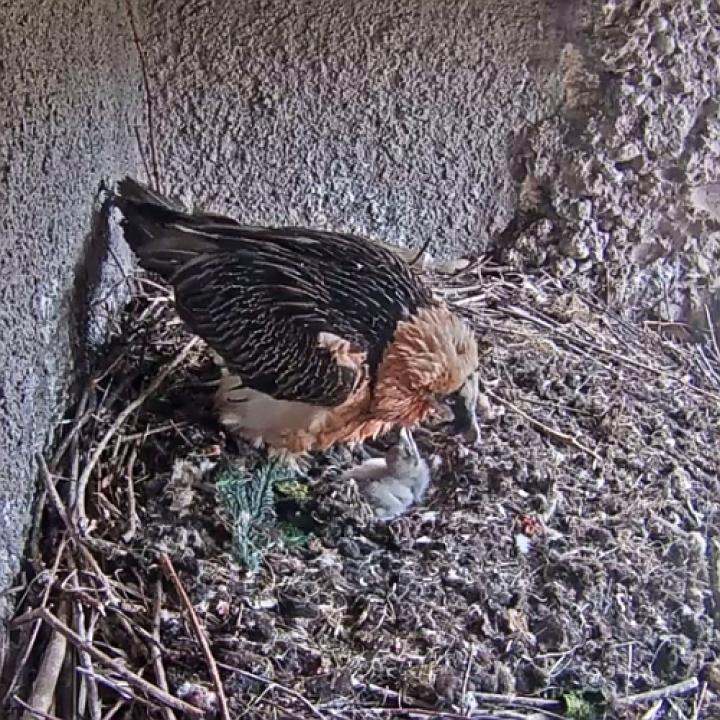 Gypaètes barbus avec poussin dans le Parc animalier et naturel de Goldau (images de la webcam)