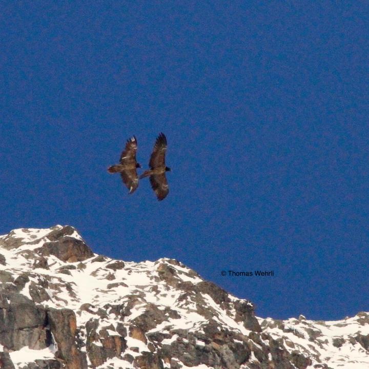 Schils  (s. hell gebleichte Federn) fliegt mit einem unbekannten Artgenossen im bündnerischen Val Bever (GR). © Thomas Wehrli