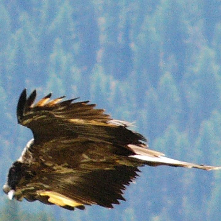 Bartgeier-Weibchen Folio konnte im Unterengadin gesichtet werden, nicht aber fotografiert (dies ein älteres Foto). 