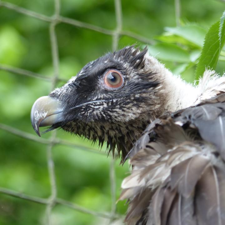 Fredueli im Natur- und Tierpark Goldau (c) Daniel Hegglin