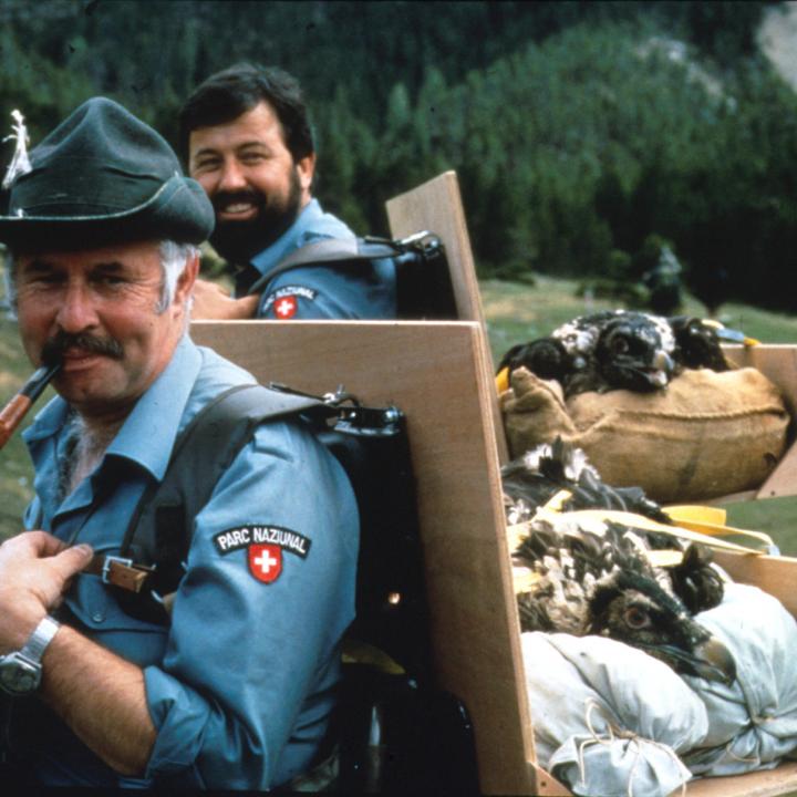 Premier lâcher de gypaètes barbus dans le Parc national suisse (c) Archives photographiques de la Fondation Pro Gypaète