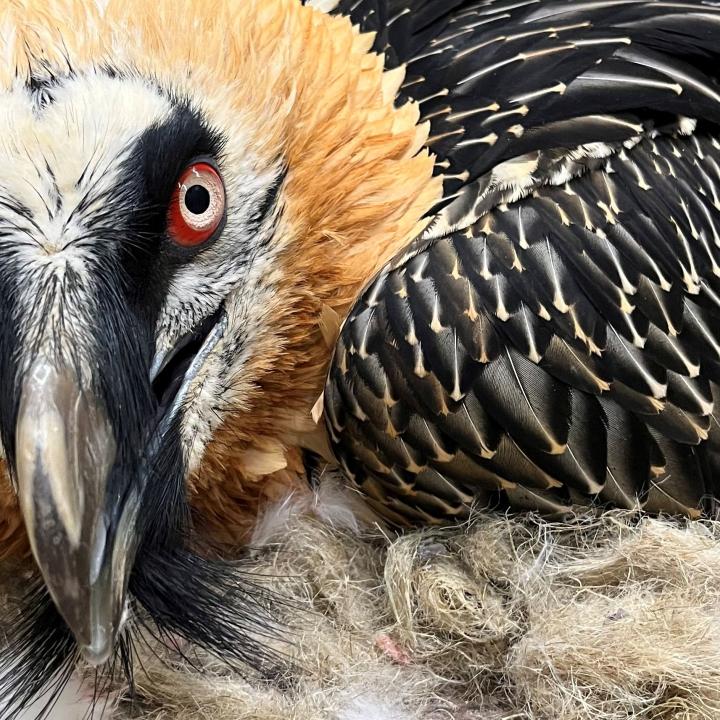 Veronika lors d'un contrôle vétérinaire au parc naturel et animalier de Goldau (c) Sarah Isler - Parc naturel et animalier de Goldau