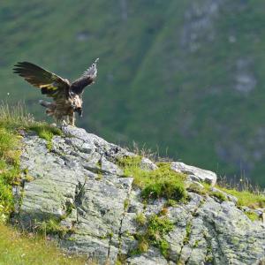 Junggeier kurz nach seinem ersten Flug (c)weyrichfoto.ch