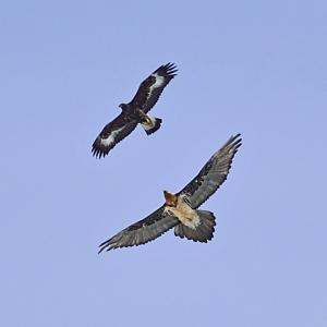 Silhouettes d'aigle (ci-dessus) et de gypaète barbu