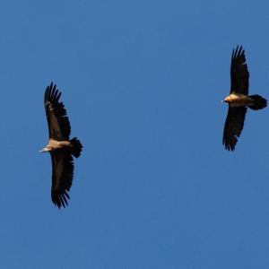 Vautour fauve (à gauche) et gypaète barbu (à droite) en vol © Bruno Berthemy