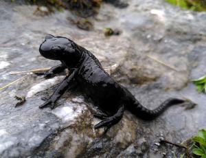 Alpensalamander