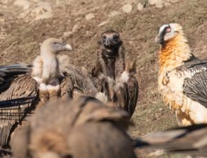 Gänsegeier, Mönchsgeier und Bartgeier (von links nach rechts) in den spanischen Pyrenäen