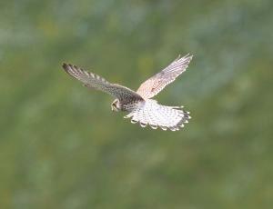 Turmfalken Weibchen im Rüttelflug