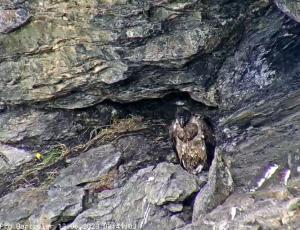 Bartgeier Obwaldera neben ihrem Nest