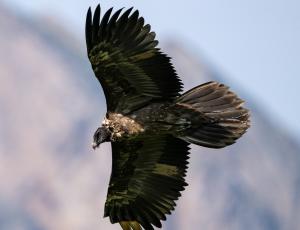 Obwaldera im Flug (c) Weyrichfoto.ch