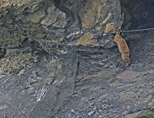 Eine junge Steingeiss leckt Mineralien vom Felsen neben der Nische