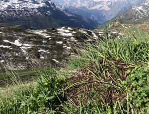 Ein Ameisenhaufen auf über 2000m.ü.M.