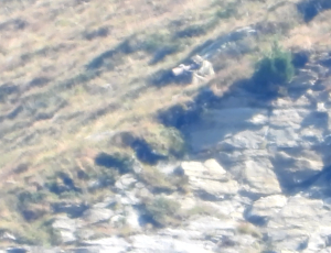 Photographe de la faune sauvage s'approchant d'un nid de gypaète barbu, mettant ainsi en danger ce site de reproduction.