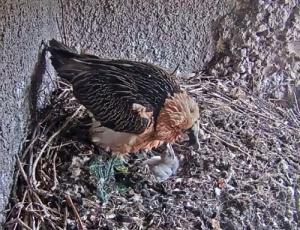 Gypaètes barbus avec poussin dans le Parc animalier et naturel de Goldau (images de la webcam)