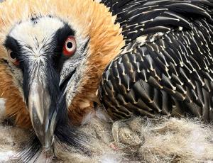 Veronika lors d'un contrôle vétérinaire au parc naturel et animalier de Goldau (c) Sarah Isler - Parc naturel et animalier de Goldau